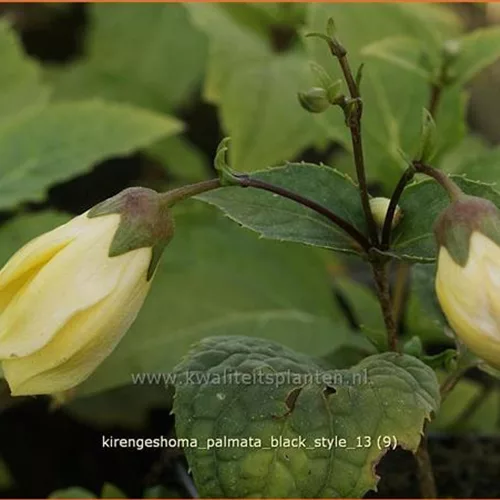 Kirengeshoma palmata 'Black Style'