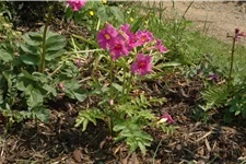 Incarvillea delavayi