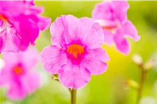 Incarvillea delavayi