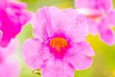 Incarvillea delavayi