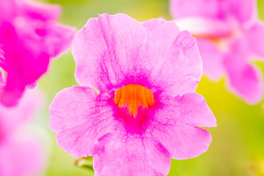 Incarvillea delavayi