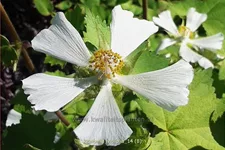 Kitaibelia vitifolia