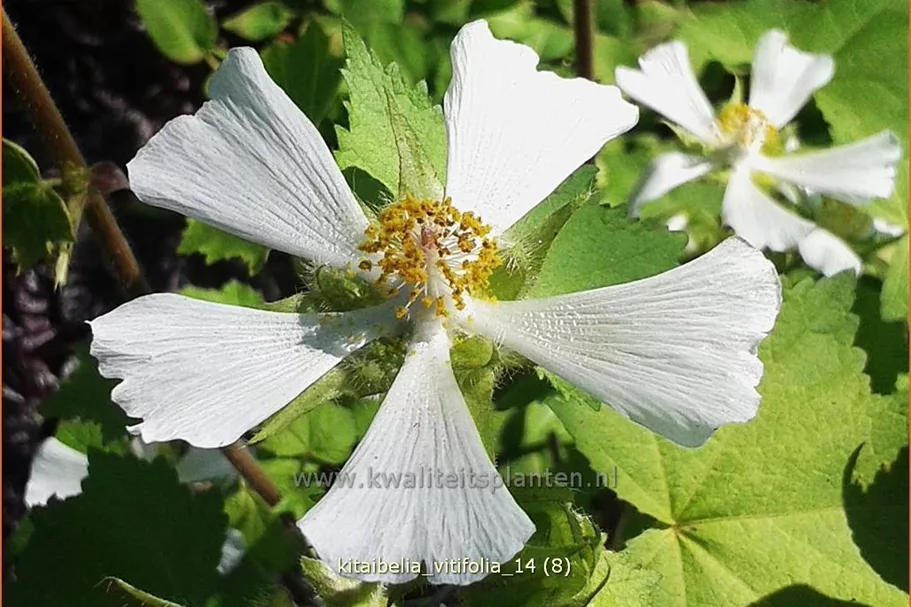 Kitaibelia vitifolia