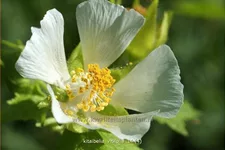 Kitaibelia vitifolia