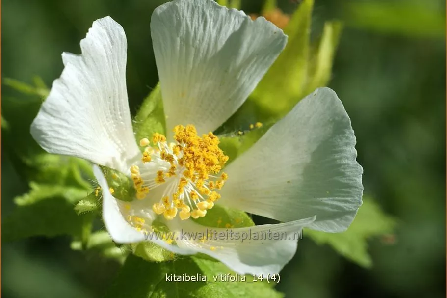 Kitaibelia vitifolia