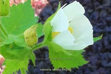 Kitaibelia vitifolia