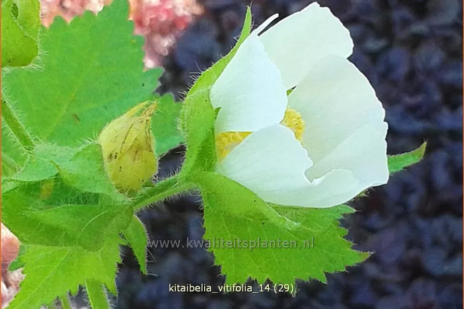 Kitaibelia vitifolia