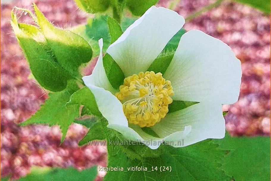 Kitaibelia vitifolia