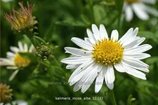 Kalimeris incisa 'Alba'