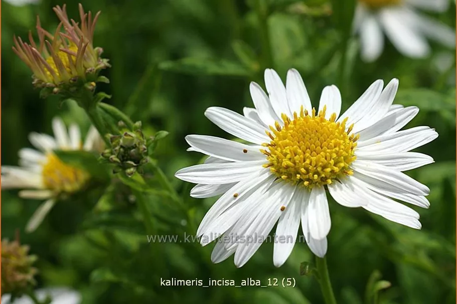Kalimeris incisa 'Alba'