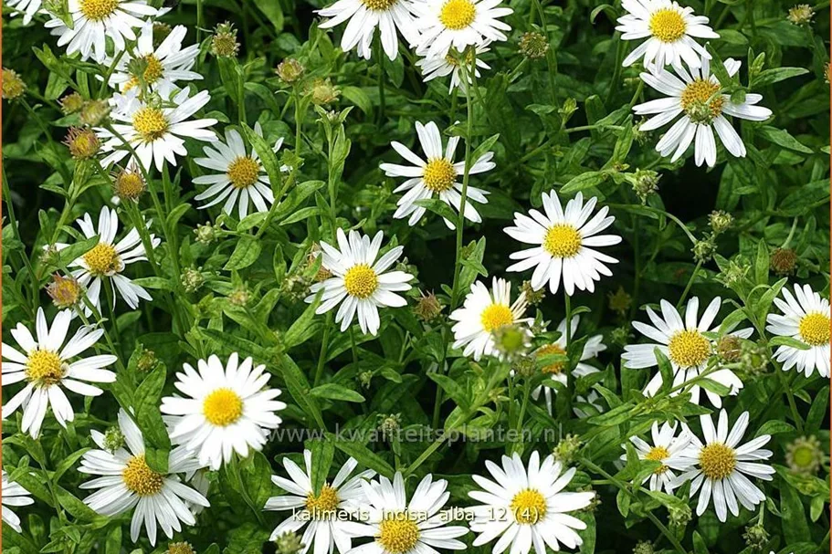 Kalimeris incisa 'Alba'