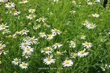 Kalimeris incisa 'Alba'