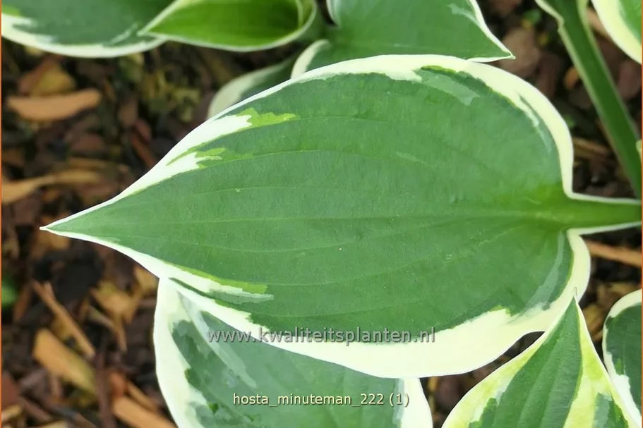 Hosta x fortunei 'Minuteman'