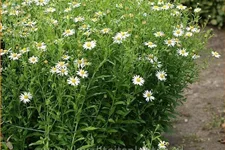 Kalimeris incisa 'Alba'