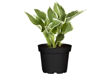 Hosta x fortunei 'Minuteman'