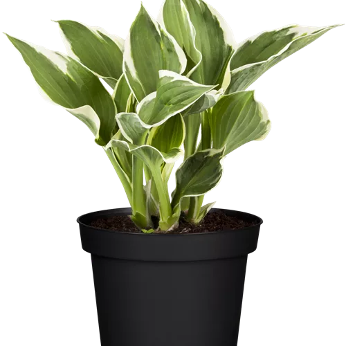 Hosta x fortunei 'Minuteman'