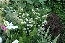 Kalimeris incisa 'Alba'