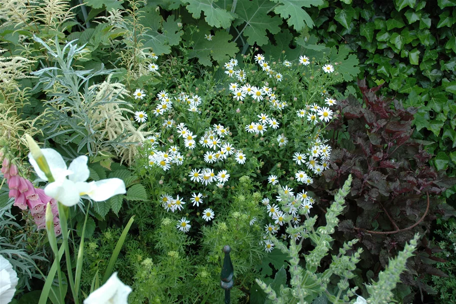 Kalimeris incisa 'Alba'