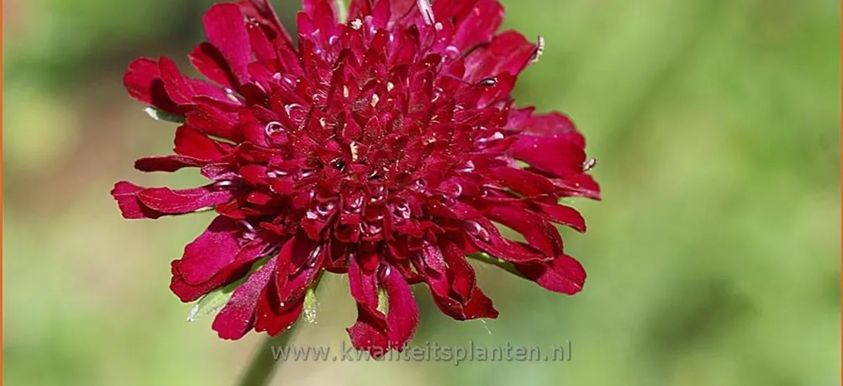 Knautia macedonica