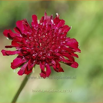 Knautia macedonica