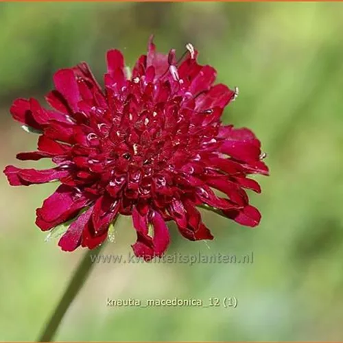Knautia macedonica