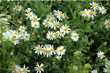 Kalimeris incisa 'Alba'