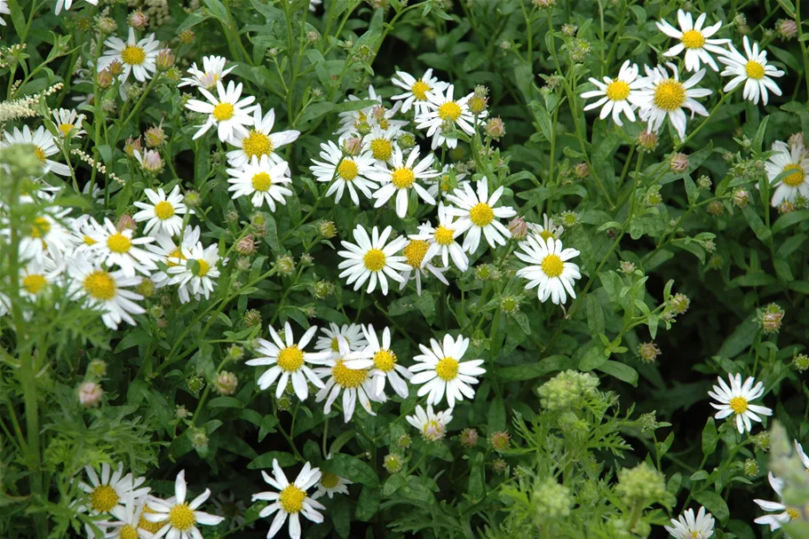 Kalimeris incisa 'Alba'