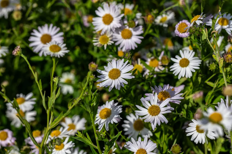 Kalimeris incisa 'Alba'