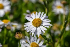 Kalimeris incisa 'Alba'