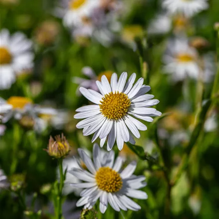 Kalimeris incisa 'Alba'