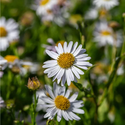 Kalimeris incisa 'Alba'