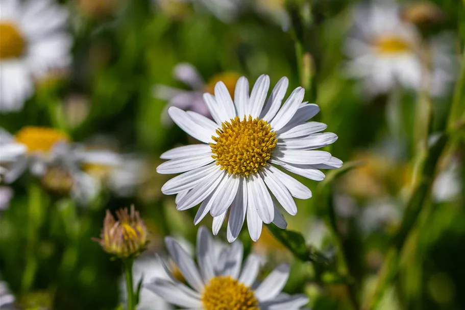 Kalimeris incisa 'Alba'