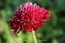 Knautia macedonica 'Mars Midget'