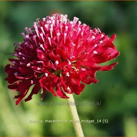 Knautia macedonica 'Mars Midget'