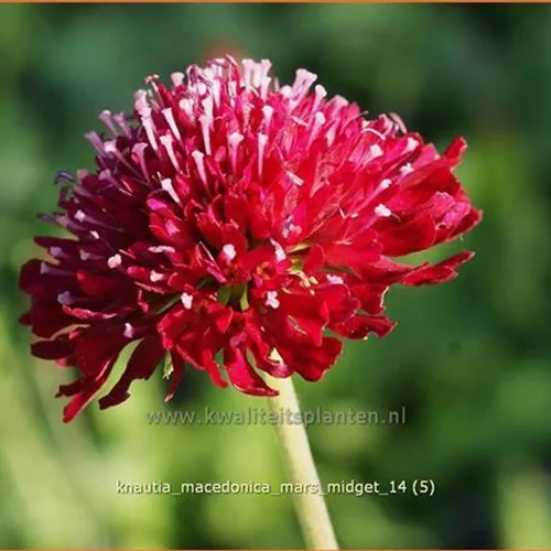 Knautia macedonica 'Mars Midget'