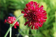 Knautia macedonica 'Mars Midget'