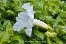 Incarvillea delavayi 'Snowtop'