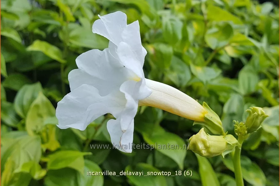 Incarvillea delavayi 'Snowtop'