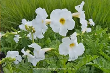 Incarvillea delavayi 'Snowtop'