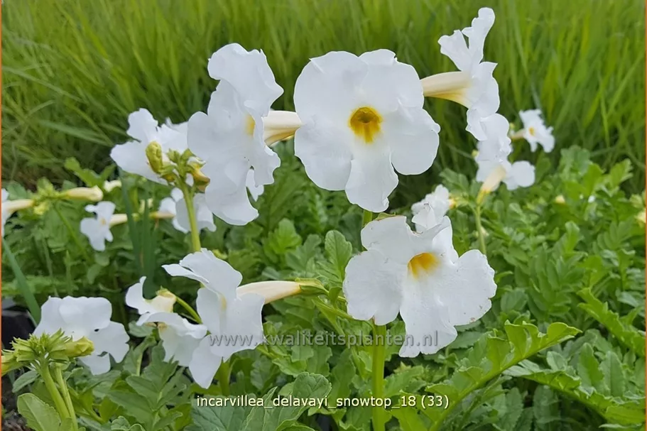 Incarvillea delavayi 'Snowtop'