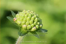 Knautia macedonica 'Red Knight'