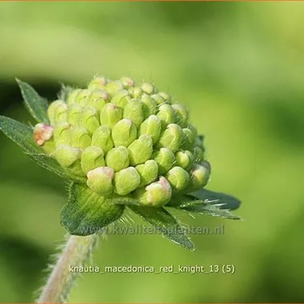 Knautia macedonica 'Red Knight'