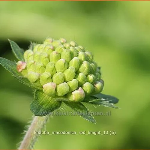 Knautia macedonica 'Red Knight'