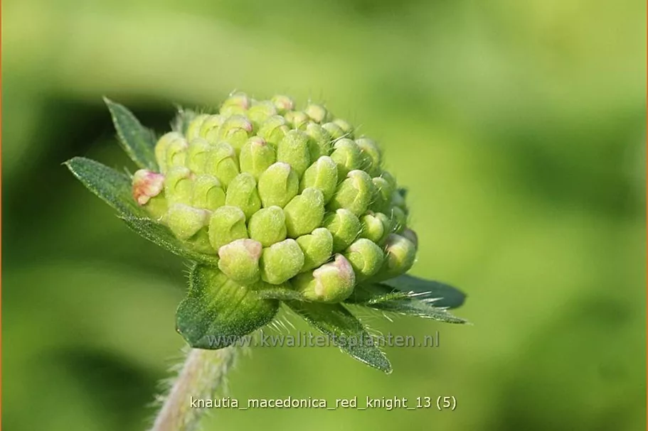Knautia macedonica 'Red Knight'