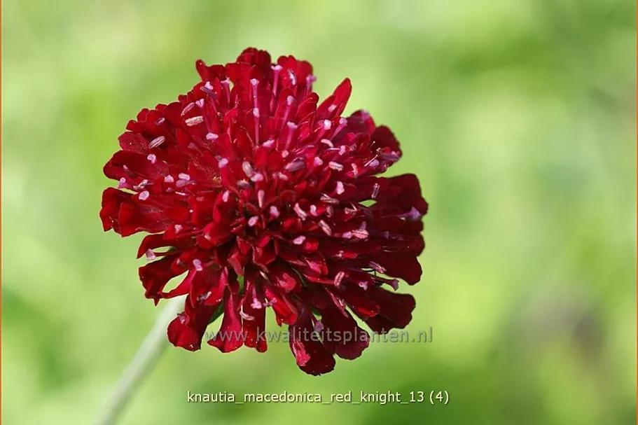 Knautia macedonica 'Red Knight'
