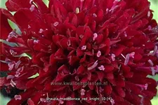 Knautia macedonica 'Red Knight'