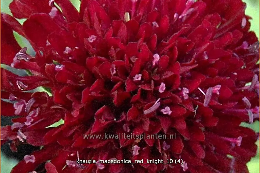Knautia macedonica 'Red Knight'