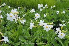Incarvillea delavayi 'Snowtop'