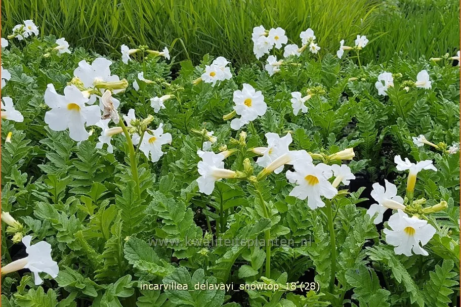 Incarvillea delavayi 'Snowtop'