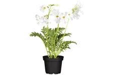 Incarvillea delavayi 'Snowtop'